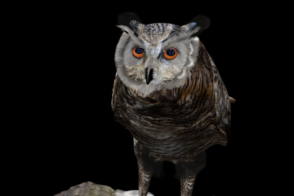 Eule Portrait 3D