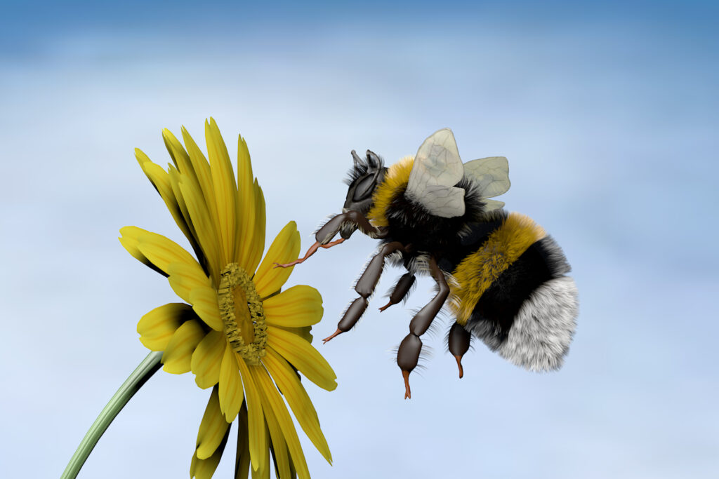 Hummel mit Blume 3D