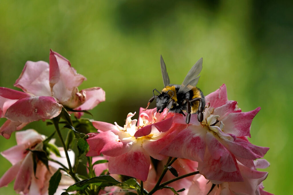 Hummel 3D vor Rose