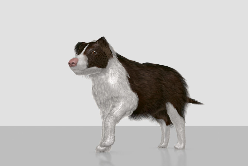 Hund 3D