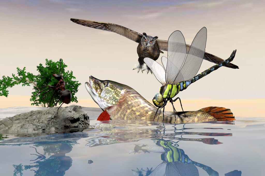 Hecht, Eule, Libelle 3D Szene