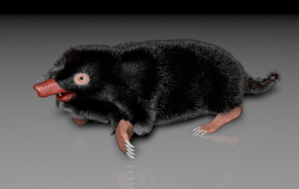 Maulwurf 3D