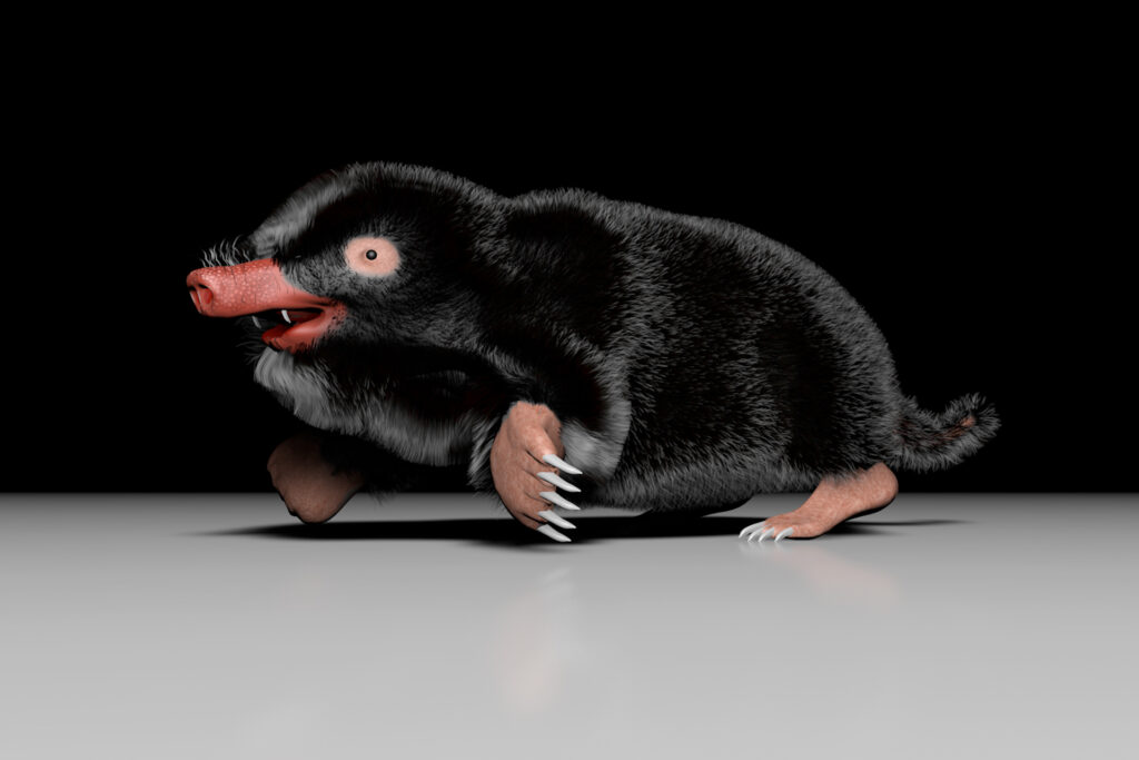 Maulwurf 3D