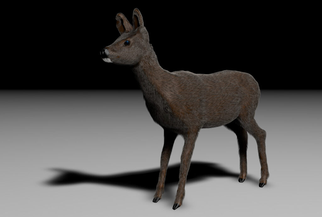 Reh 3D