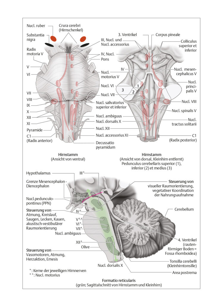 Hirnstamm Neurologie