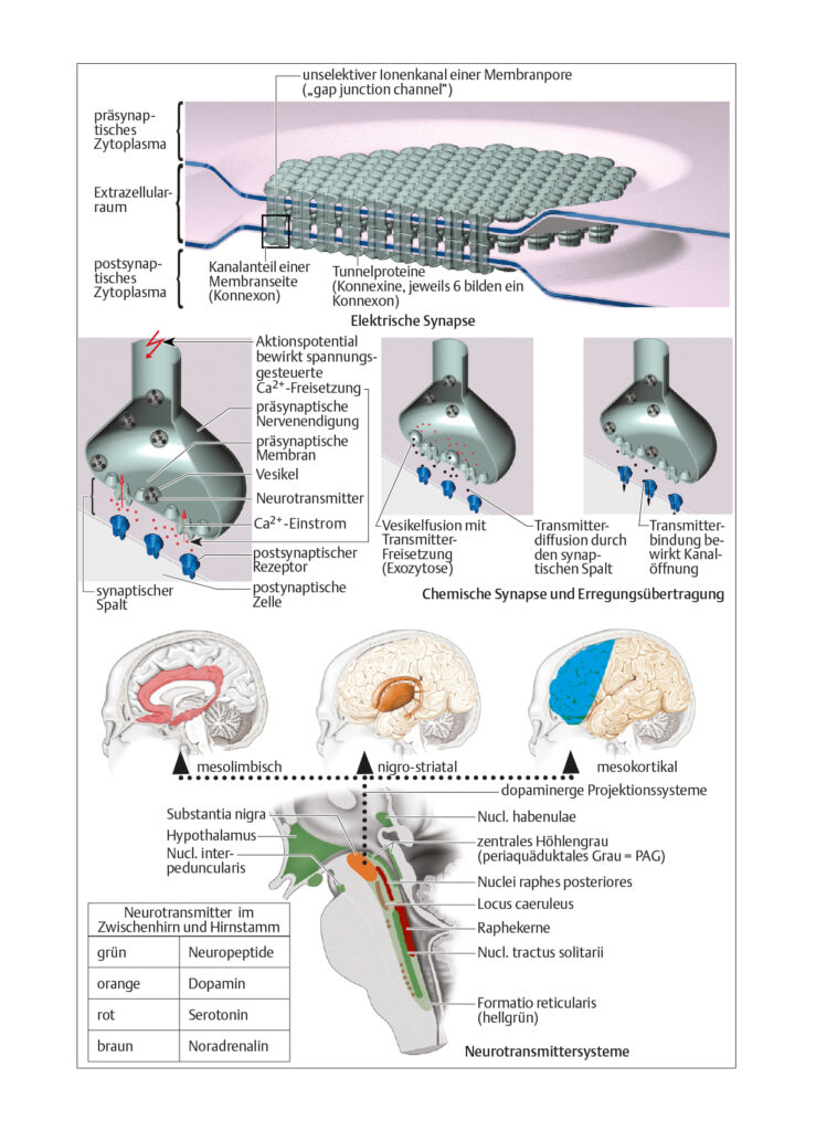 Neurotransmittersystem
