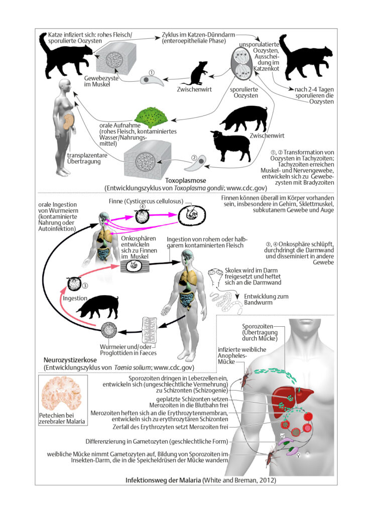 Toxoplasmose, Neurozystizerkose, Malaria