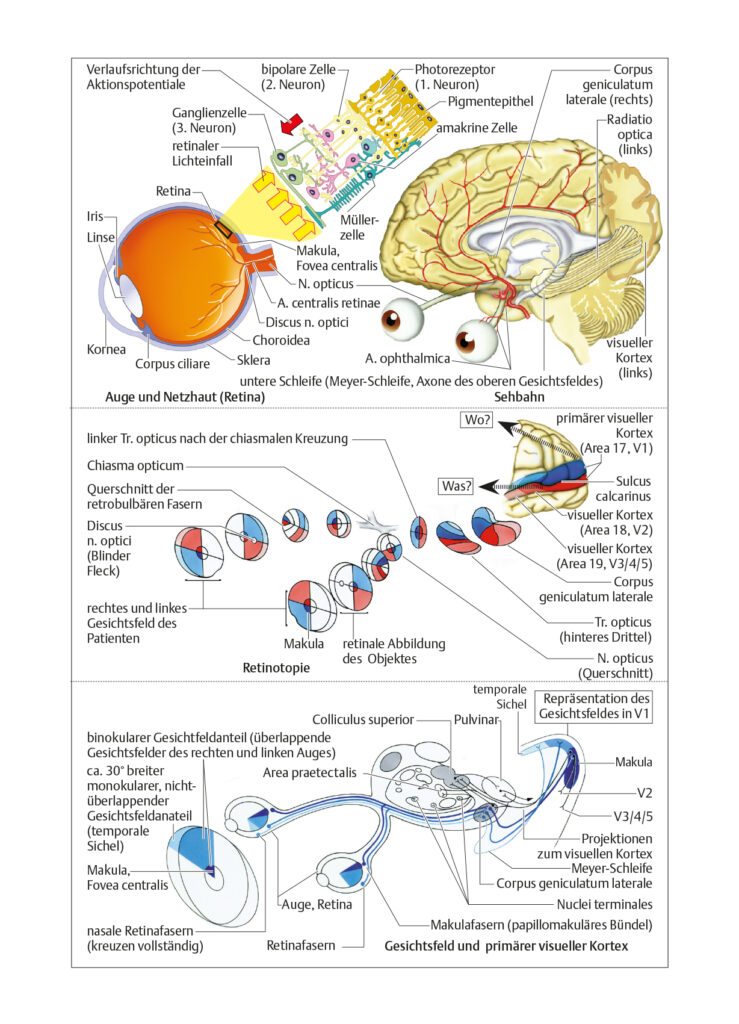 Visuelles System Auge, Netzhaut, Sehbahn
