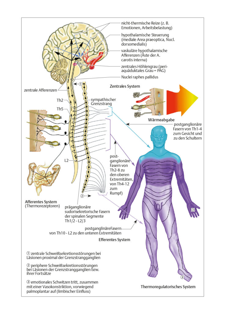 Thermoregulation