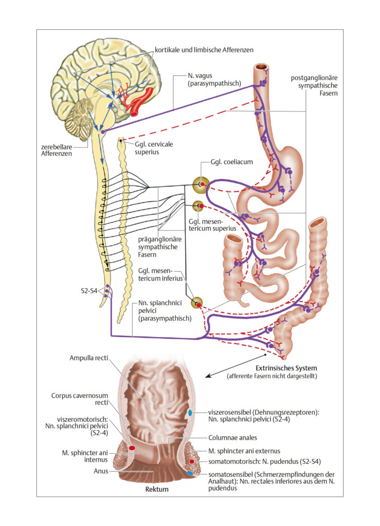 Gastrointestinale (GI) Funktion