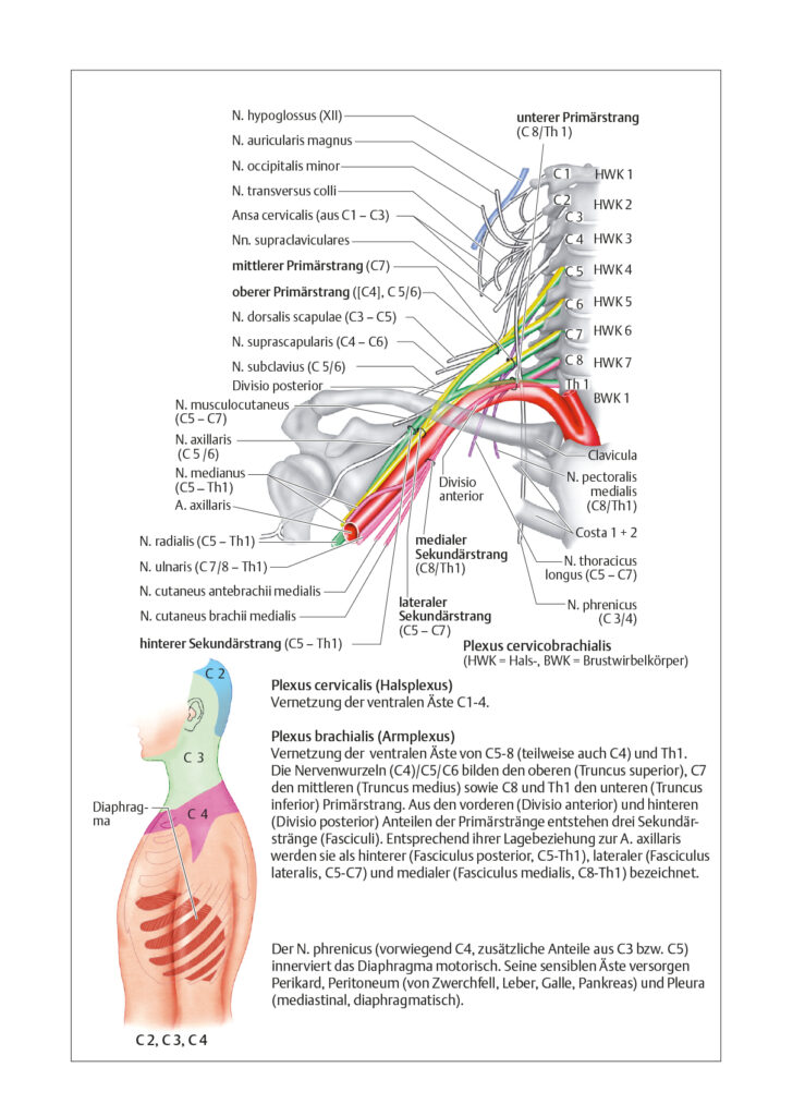 Peripheres Nervensystem