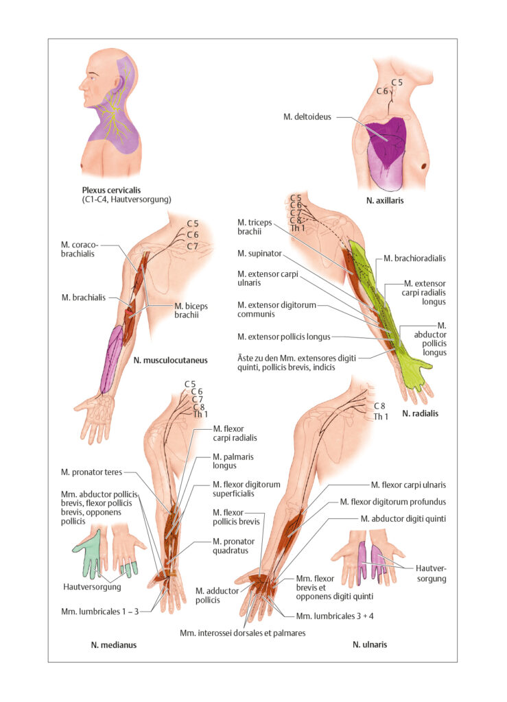 Peripheres Nervensystem