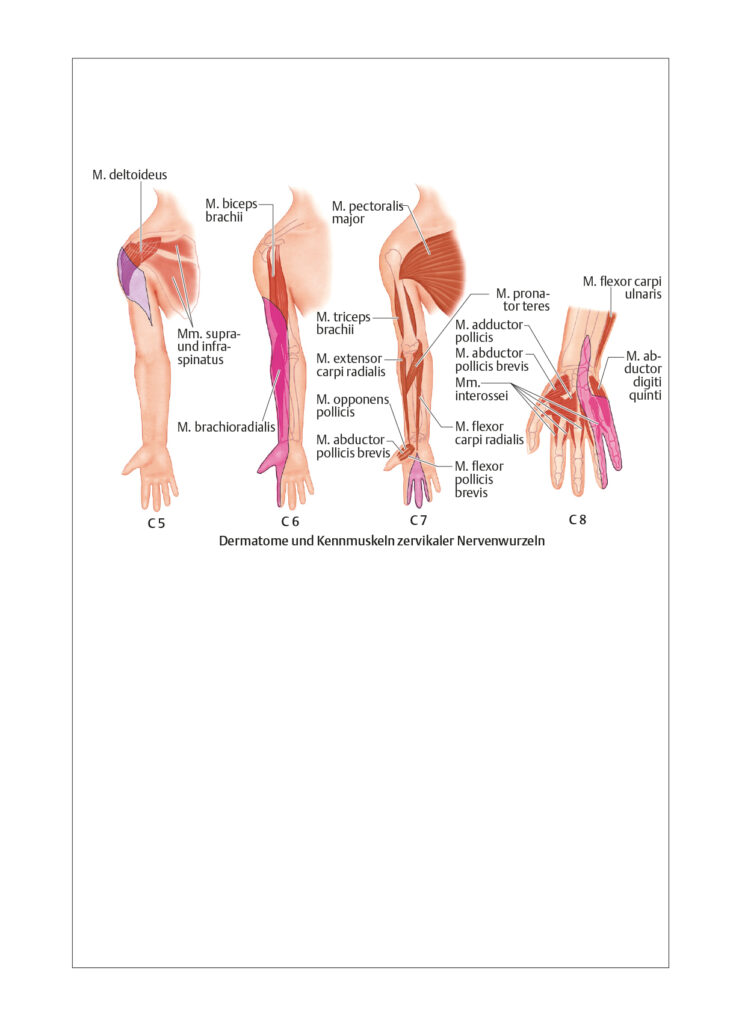 Peripheres Nervensystem