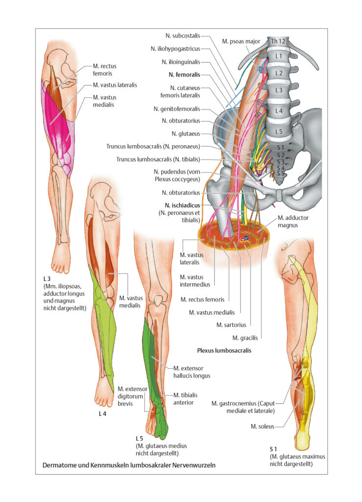 Peripheres Nervensystem