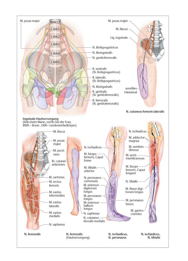 Peripheres Nervensystem