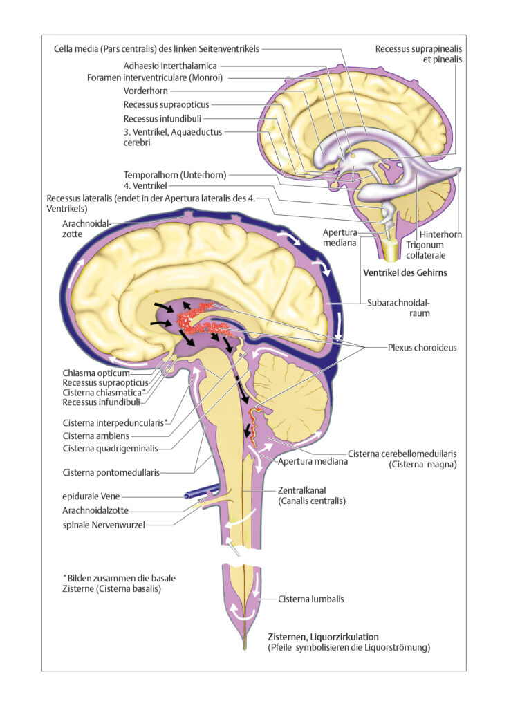 Liquor cerebrospinalis