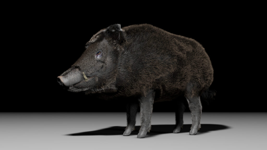 Wildschwein 3D