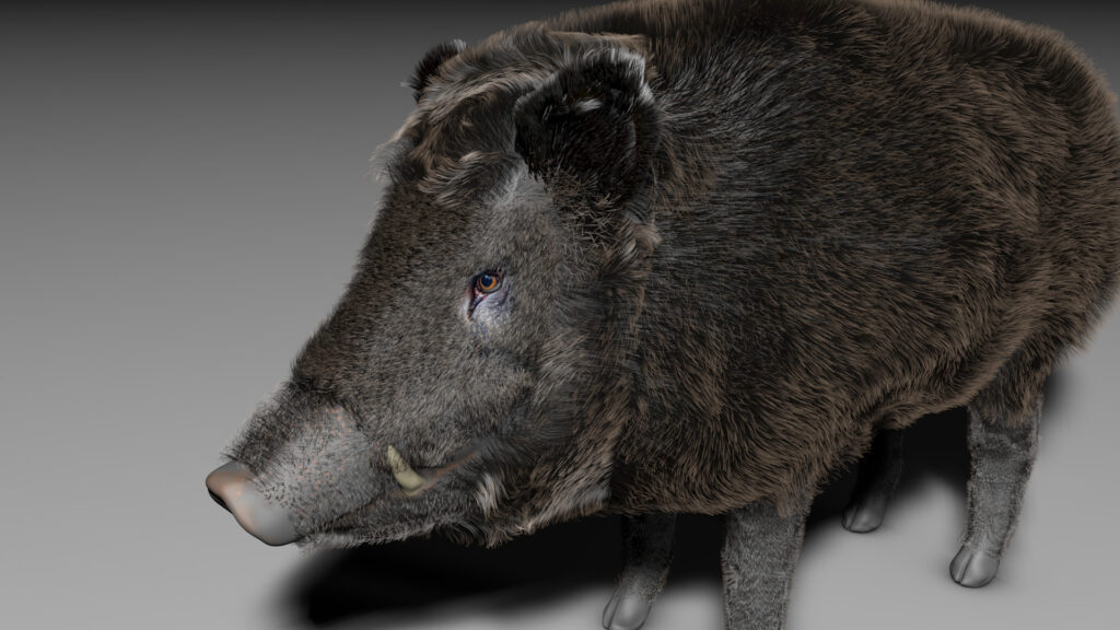 Wildschwein 3D